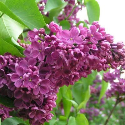 Сирень ДЕНЬ ПОБЕДЫ в Шымкенте