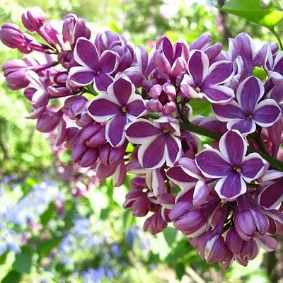 Сирень СЕНСАЦИЯ (привитая) в Шымкенте