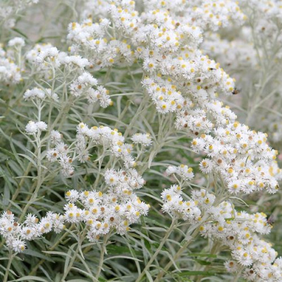 Анафалис ЖЕМЧУЖНЫЙ в Шымкенте