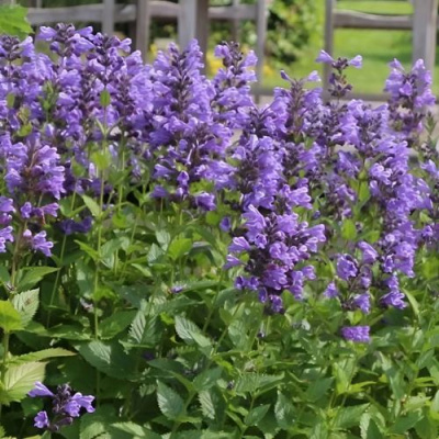 Котовник БЛЮ ДРИМС полусидячий в Шымкенте