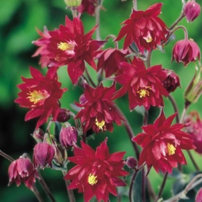 Аквилегия РУБИ ПОРТ обыкновенная в Шымкенте