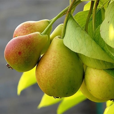 Груша СЕВЕРЯНКА в Шымкенте