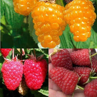 Комплект ЗОЛОТАЯ МАЛИНА в Шымкенте