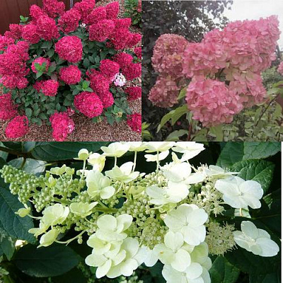 Комплект САД ЭМОЦИЙ в Шымкенте