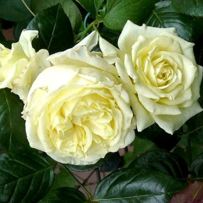 Роза ЭЛЬФ плетистая в Шымкенте