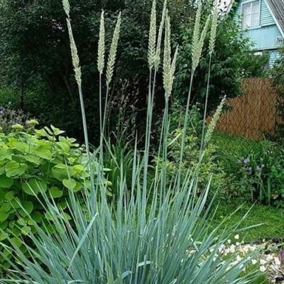 Элимус БЛЮ ДЮН песчаный в Шымкенте