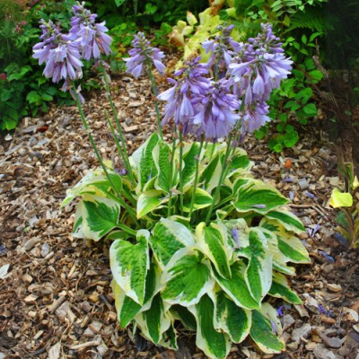 Хоста АУРЕОМАРГИНАТА в Шымкенте