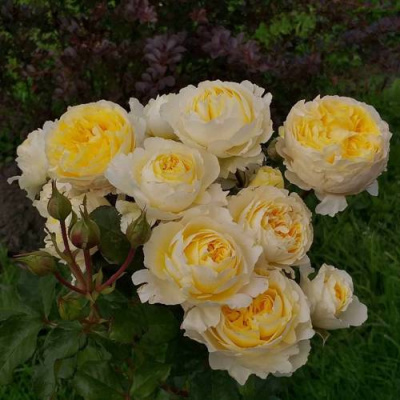 Роза БЕАТРИС английская в Шымкенте