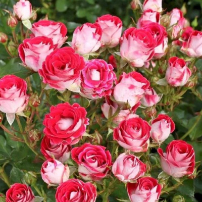 Роза ШОНЕ КОБЛЕНЦЕРИН флорибунда в Шымкенте