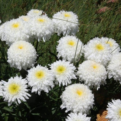 Нивяник ФИОНА ГОГХИЛЛ великолепный в Шымкенте