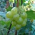 Виноград БАРС в Шымкенте
