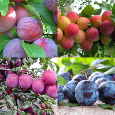 Комплект СЛИВОВЫЙ САД в Шымкенте