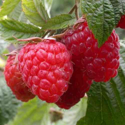 Малина ГЕРАКЛ в Шымкенте