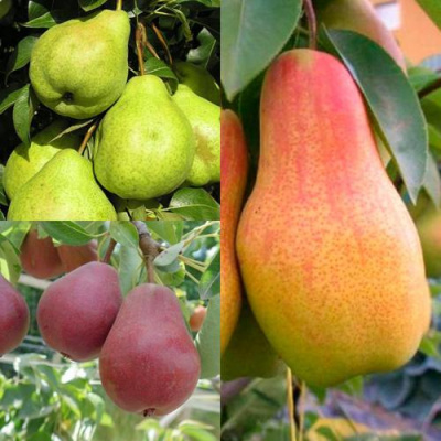 Комплект ГРУШЕВОЕ АССОРТИ в Шымкенте