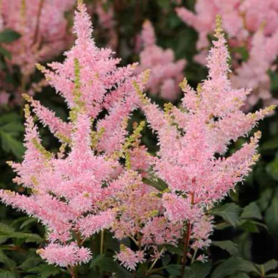 Астильба ЮНИК САЛМОН гибридная в Шымкенте