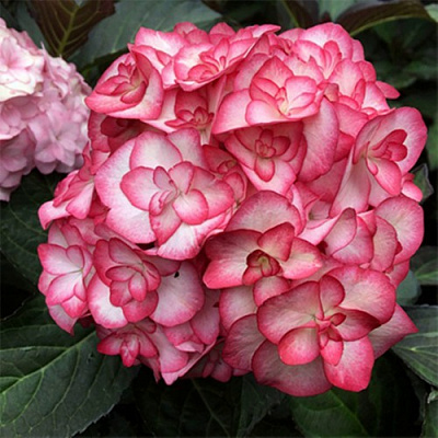 Гортензия Ю ЭНД МИ МИСС САОРИ крупнолистная в Шымкенте