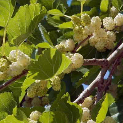 Шелковица БЕЛАЯ АЛЬБА в Шымкенте