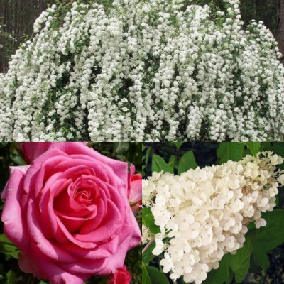 Комплект ВЕЧНАЯ КЛАССИКА в Шымкенте