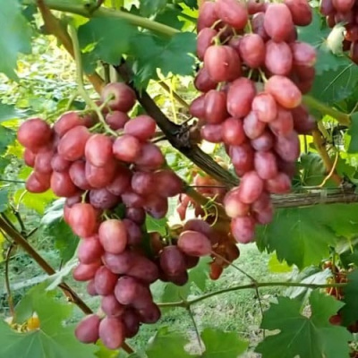 Виноград БАСАНТИ в Шымкенте