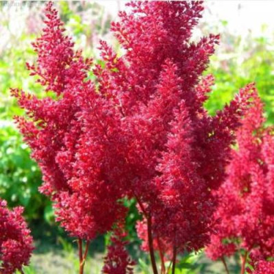 Астильба СКАЙСКРЕЙПЕР китайская в Шымкенте