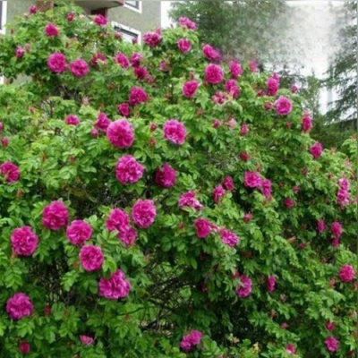 Шиповник ХАНСА в Шымкенте