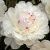 Пион ФЕСТИВА МАКСИМА травянистый в Шымкенте