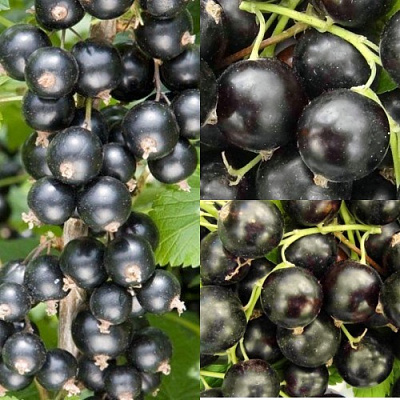 Комплект ЧЕРНАЯ СИЛА в Шымкенте