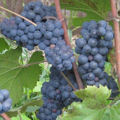 Виноград ЛЕОН МИЙО в Шымкенте