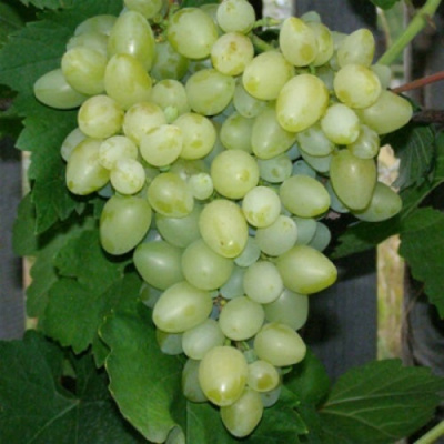 Виноград КИШМИШ АФРОДИТА в Шымкенте