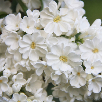 Сирень РОЧЕСТЕР в Шымкенте