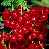 Смородина красная СЕРПАНТИН в Шымкенте