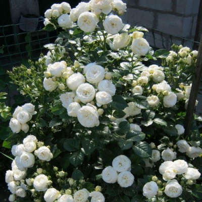 Роза АРТЕМИС шраб в Шымкенте