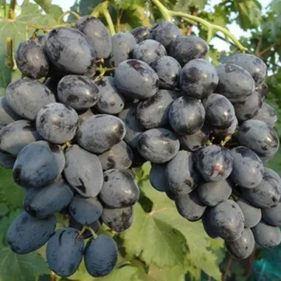 Виноград РУСЛАН в Шымкенте