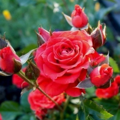 Роза МИДЖЕТ спрей в Шымкенте