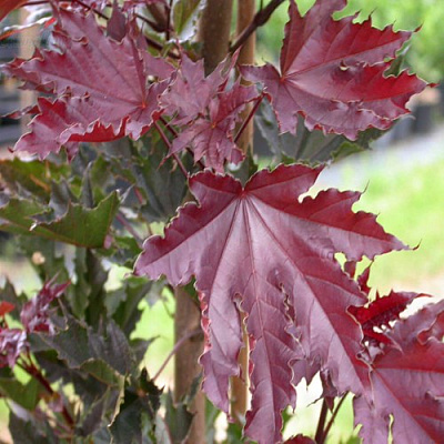 Клен КРИМСОН СЕНТРИ остролистный в Шымкенте