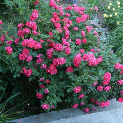 Роза ДЖОРДЖ ВАНКУВЕР флорибунда в Шымкенте