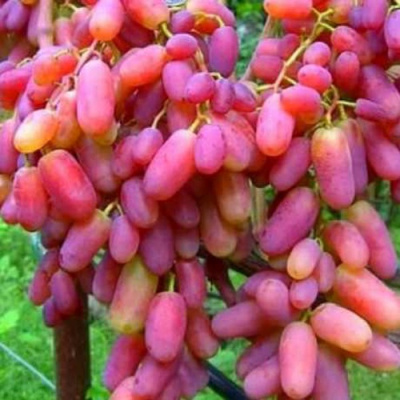 Виноград ЮЛИАН в Шымкенте