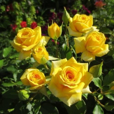 Роза ШАНИ спрей в Шымкенте