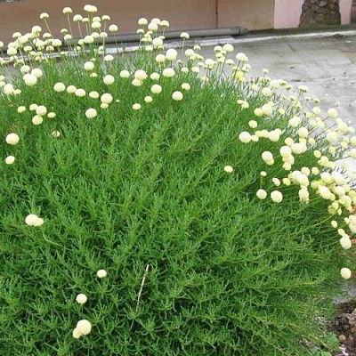 Сантолина зеленеющая в Шымкенте