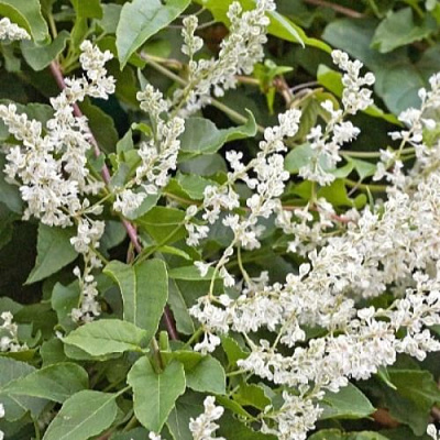 Фаллопия АУБЕРТА в Шымкенте