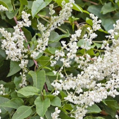 Фаллопия АУБЕРТА в Шымкенте