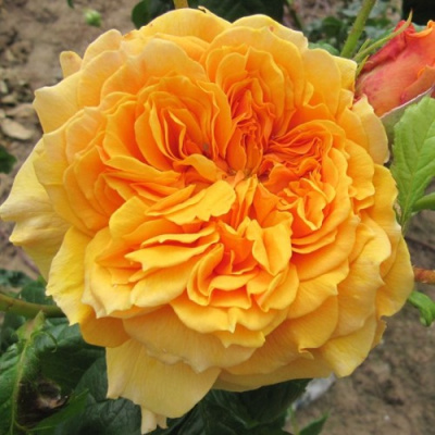 Роза ЛЕА ТУТУ шраб в Шымкенте