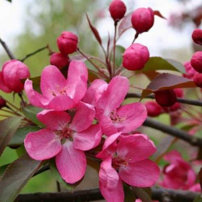 Яблоня РУДОЛЬФ декоративная  в Шымкенте