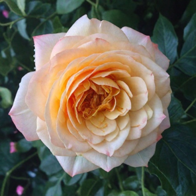 Роза АБЕЙ ДЕ СЕНТ-АМАН шраб в Шымкенте