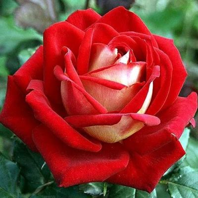 Роза ЛЮКСОР чайно-гибридная в Шымкенте