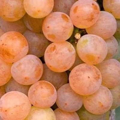 Виноград ПЛАТОВСКИЙ в Шымкенте