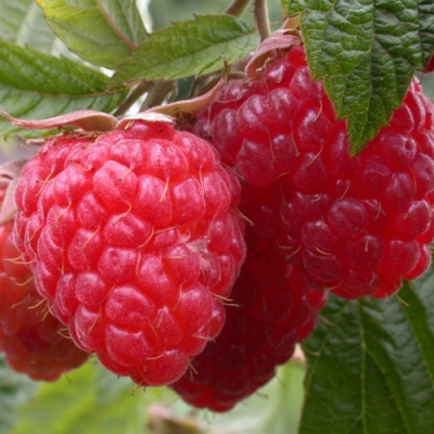 Малина ПИНГВИН в Шымкенте