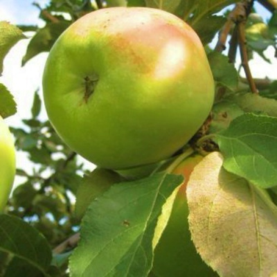 Яблоня ИКША колонновидная в Шымкенте