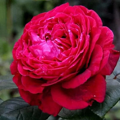 Роза 4 ВЕТРОВ флорибунда в Шымкенте