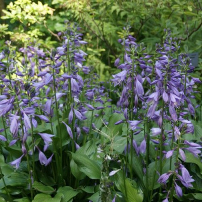 Хоста ГАРРИ ВАН ТРИЕР в Шымкенте